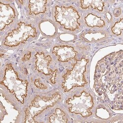 DARPP-32 Antibody, Novus Biologicals 0.1mL; Unlabeled:Antibodies, Polyclonal