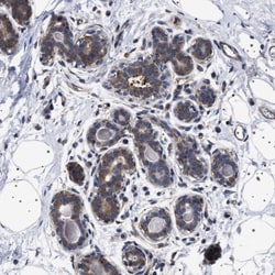 DARS Antibody, Novus Biologicals 0.1mL; Unlabeled:Antibodies, Polyclonal