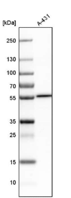 DARS Antibody, Novus Biologicals 0.1mL; Unlabeled:Antibodies