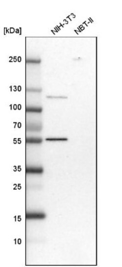 DARS Antibody, Novus Biologicals 0.1mL; Unlabeled:Antibodies