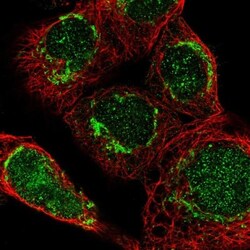 DARS2 Antibody, Novus Biologicals 25 &mu;L; Unlabeled:Antibodies, Polyclonal