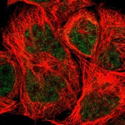DAZAP1 Antibody, Novus Biologicals 0.1mL; Unlabeled:Antibodies, Polyclonal