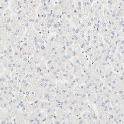 DAZAP1 Antibody, Novus Biologicals 0.1mL; Unlabeled:Antibodies, Polyclonal