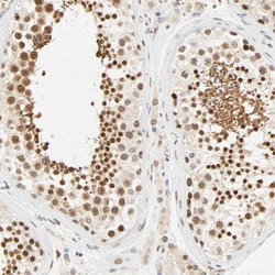 DAZAP1 Antibody, Novus Biologicals 0.1mL; Unlabeled:Antibodies, Polyclonal