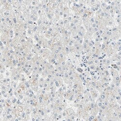 DAZAP1 Antibody, Novus Biologicals:Antibodies:Primary Antibodies