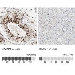 DAZAP1 Antibody, Novus Biologicals:Antibodies:Primary Antibodies