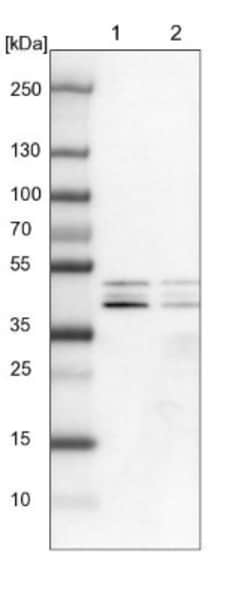 DAZAP1 Antibody, Novus Biologicals 0.1mL; Unlabeled:Antibodies, Polyclonal