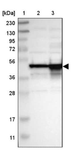 DAZAP1 Antibody, Novus Biologicals:Antibodies:Primary Antibodies