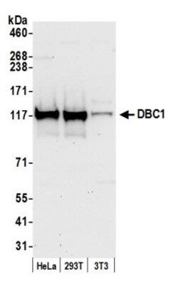 DBC1/p30 Antibody, Novus Biologicals 0.1mL; Unlabeled:Antibodies, Polyclonal
