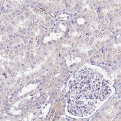 DBNDD2 Antibody, Novus Biologicals 25 &mu;L | Buy Online | Novus Biologicals | Fisher Scientific