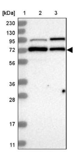 DBR1 Antibody, Novus Biologicals 0.1mL; Unlabeled:Antibodies, Polyclonal