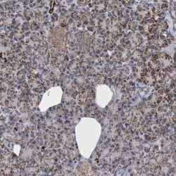DBT Antibody, Novus Biologicals 0.1mL; Unlabeled:Antibodies, Polyclonal