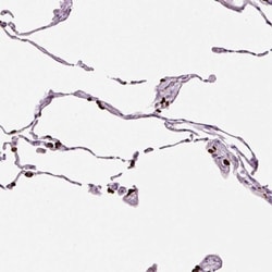 DC-LAMP Antibody, Novus Biologicals:Antibodies:Primary Antibodies