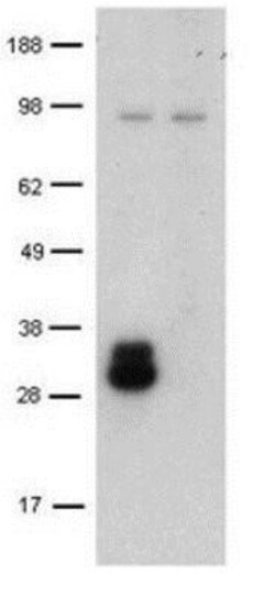 DC-SIGN/CD209 Antibody (LWC06) - BSA Free, Novus Biologicals 0.1mg; Unlabeled:Antibodies,
