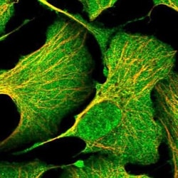 DC8 Antibody, Novus Biologicals:Antibodies:Primary Antibodies