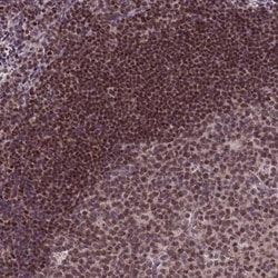 DC8 Antibody, Novus Biologicals:Antibodies:Primary Antibodies