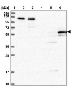 DCAF8L1 Antibody, Novus Biologicals:Antibodies:Primary Antibodies