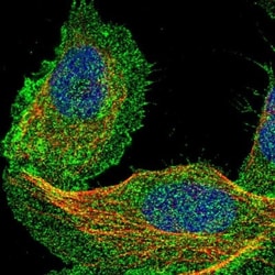 DCBLD2/ESDN Antibody, Novus Biologicals:Antibodies:Primary Antibodies