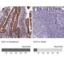 DCI Antibody, Novus Biologicals 25 &mu;L, Unconjugated:Antibodies, Polyclonal