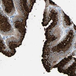 DCIR/CLEC4A Antibody, Novus Biologicals:Antibodies:Primary Antibodies