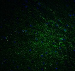 DCLK1 Antibody - BSA Free, Novus Biologicals 0.1mg; Unlabeled:Antibodies,