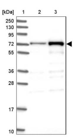 DCP1B Antibody, Novus Biologicals:Antibodies:Primary Antibodies