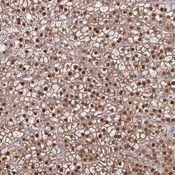 DDB1 Antibody, Novus Biologicals:Antikroppar:Primära antikroppar