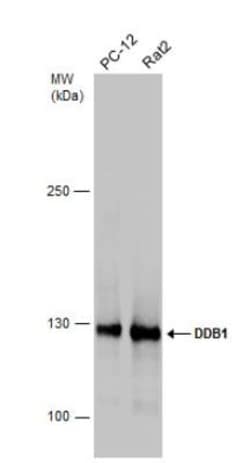 DDB1 Antibody, Novus Biologicals 0.1mL; Unlabeled:Antibodies, Polyclonal