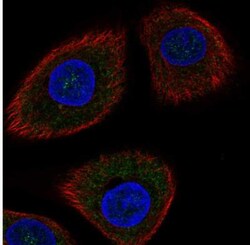 DDIT4 Antibody, Novus Biologicals 0.1mL; Unlabeled:Antibodies, Polyclonal