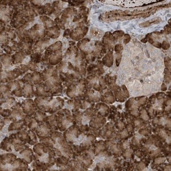 DDIT4 Antibody, Novus Biologicals 0.1mL; Unlabeled:Antibodies, Polyclonal