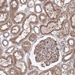 DDO Antibody, Novus Biologicals 0.1mL; Unlabeled:Antibodies, Polyclonal