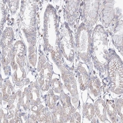 DDO Antibody, Novus Biologicals 0.1mL; Unlabeled:Antibodies, Polyclonal