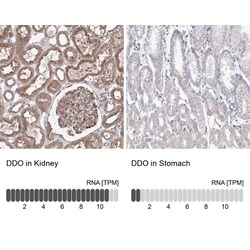 DDO Antibody, Novus Biologicals 0.1mL; Unlabeled:Antibodies, Polyclonal