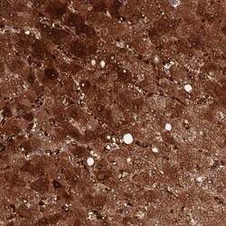 DDT Antibody, Novus Biologicals:Antibodies:Primary Antibodies