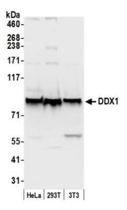 DDX1 Antibody, Novus Biologicals 0.1mL; Unlabeled:Antibodies, Polyclonal