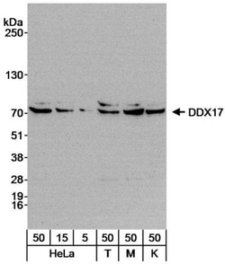 DDX17 Antibody, Novus Biologicals 0.1mL; Unlabeled:Antibodies, Polyclonal