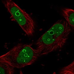 DDX21 Antibody, Novus Biologicals 0.1mL; Unlabeled:Antibodies, Polyclonal