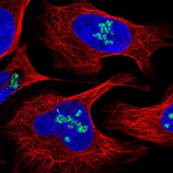 DDX21 Antibody, Novus Biologicals 0.1mL; Unlabeled:Antibodies, Polyclonal