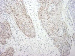DDX21 Antibody - BSA Free, Novus Biologicals 0.025mL; Unlabeled:Antibodies,