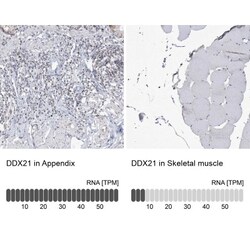 DDX21 Antibody, Novus Biologicals 0.1mL; Unlabeled:Antibodies, Polyclonal