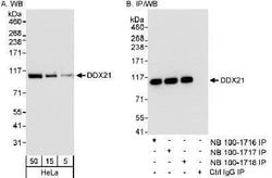DDX21 Antibody, Novus Biologicals 0.1mL; Unlabeled:Antibodies, Polyclonal