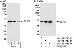 DDX21 Antibody - BSA Free, Novus Biologicals 0.025mL; Unlabeled:Antibodies,
