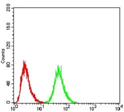 DDX3 Antibody (3B9E3) - BSA Free, Novus Biologicals 0.1mg; Unlabeled:Antibodies,