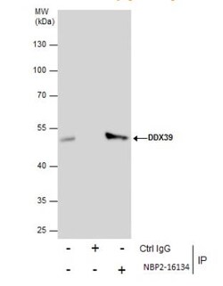 DDX39 Antibody, Novus Biologicals 0.1mL; Unlabeled:Antibodies, Polyclonal