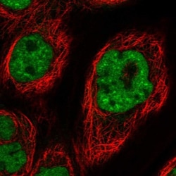 DDX42 Antibody, Novus Biologicals:Antibodies:Primary Antibodies