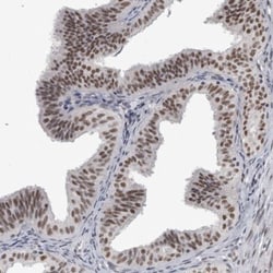 DDX42 Antibody, Novus Biologicals:Antibodies:Primary Antibodies