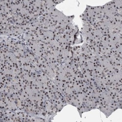 DDX42 Antibody, Novus Biologicals:Antibodies:Primary Antibodies