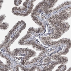 DDX42 Antibody, Novus Biologicals:Antibodies:Primary Antibodies