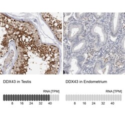 DDX43 Antibody, Novus Biologicals:Antibodies:Primary Antibodies