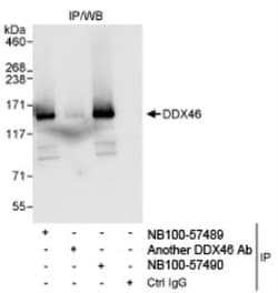 DDX46 Antibody, Novus Biologicals 100 &mu;L | Buy Online | Novus Biologicals | Fisher Scientific